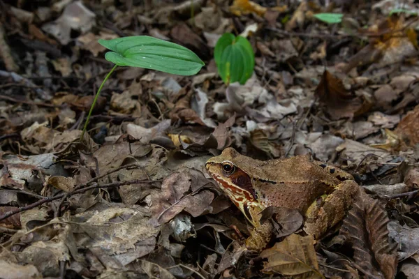 Vanlig Groda Eller Gräsgroda Rana Temporaria Bruna Blad — Stockfoto