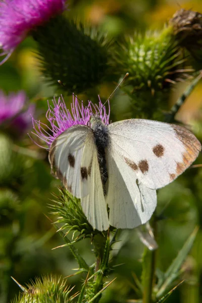 女性ヨーロッパの大きなキャベツ白い蝶ピエリスBrassicae給餌上のアザミの花 — ストック写真