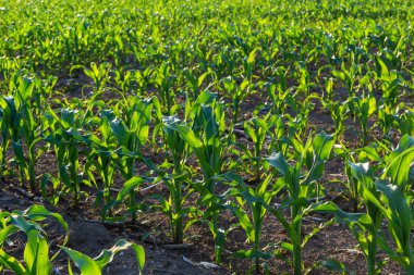 Toprak tarlasında yetişen genç yeşil buğday fideleri. Gün batımında tarlada filizlenen çavdar tarlasına yaklaş..