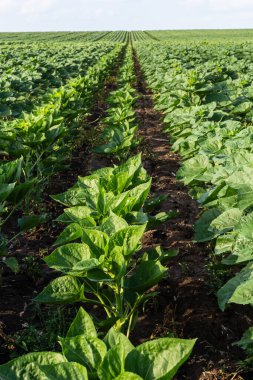 Genç ayçiçeği filizleri olan bir tarla. Gelecekteki ayçiçeği hasadı, tohumlar, ayçiçeği yağı. Parlak güneş ışığı altında güzel bir manzara. Olgunlaşan taze ayçiçeği tarlasının arka planı.