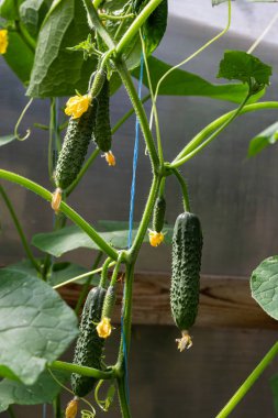 Sarı çiçekli salatalık. Yaprakların arka planında taze salatalık yakın plan makrosu.