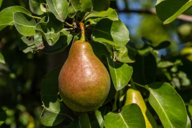 Pear tree. Pear green garden with fruit. Natural environment, outdoors.