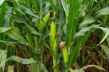 Corn Plantation Food. close up of a corn field in the countryside, many young corns are grown for harvesting to sell to a food factory.