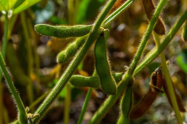 Soya fasulyesi makrosu. Soya fasulyesi hasadı, tarım baklagilleri. Soya fasulyesi tarlası - kuru soya kabuğu.