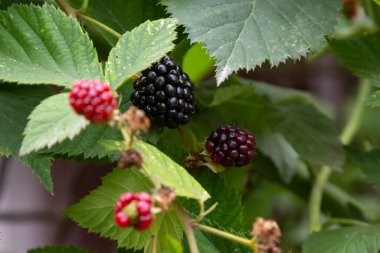 Organic Blackberries growing in a garden. selective focus. Bunch of berries.