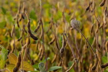 Soya fasulyesi tarlasında kabuk. Sarı ve kahverengi kapsüller. Verimlilik geliştirme teknolojisi.