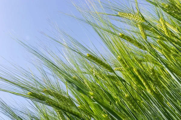 Agricultural Field Green Rye Grows Agriculture Obtaining Grain Crops Rye — Fotografia de Stock