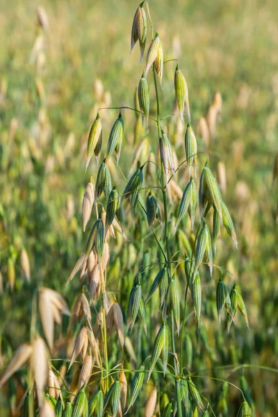 Avena Sativa Common Oat Cereal Grain Grown Human Consumption Oatmeal —  Fotos de Stock
