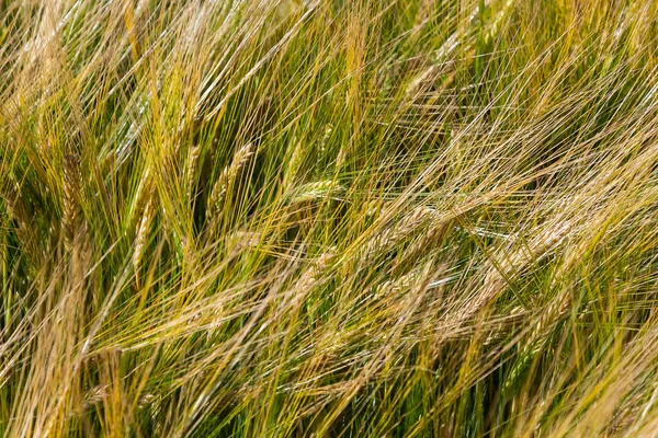 Agricultural Field Green Rye Grows Agriculture Obtaining Grain Crops Rye — Φωτογραφία Αρχείου