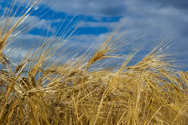 Altın Buğday Tarlası Mavi Gökyüzü Tarım Tarlası — Stok fotoğraf