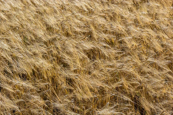 Grains Field Redy Harvest Golden Wheat Sun Fields Full Cereals — стоковое фото
