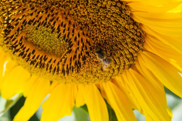 Sunflower Honey Bee Blue Sky Background Selective Focus High Quality — Zdjęcie stockowe