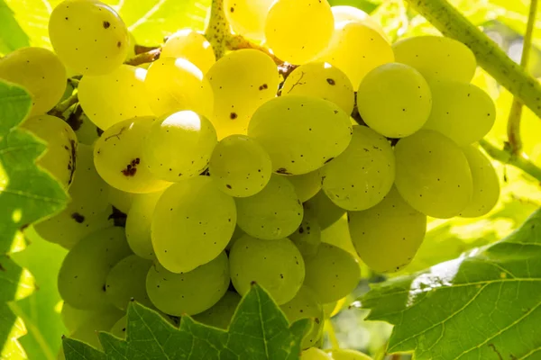 Grandes Grappes Juteuses Savoureuses Raisins Mûrs Sur Les Buissons Plantation — Photo