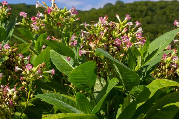 Tabaco Folha Verde Fundo Campo Tabaco Desfocado Perto Culturas Folha — Fotografia de Stock