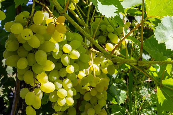 Grandes Grappes Juteuses Savoureuses Raisins Mûrs Sur Les Buissons Plantation — Photo