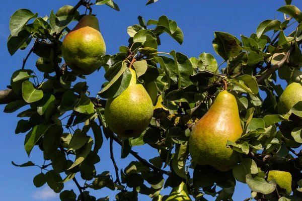 Pear Tree Pear Green Garden Fruit Natural Environment Outdoors — Stockfoto
