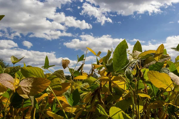 Soybeans pod macro. Harvest of soy beans - agriculture legumes plant. Soybean field - dry soyas pods.