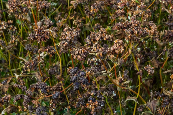 Ripe Buckwheat Plants Field Selective Focus Shallow Depth Field — Zdjęcie stockowe