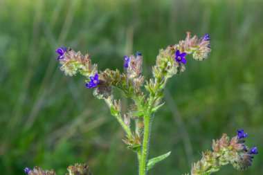 Anchusa officinalis, Alkanet, yaygın hata giderici. Yaz, şafak. Bitkinin üzerine çiy damlaları düşer. Güzel yeşil arkaplan.
