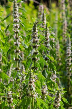 Leonurus cardiaca, known as motherwort. Other common names include throw-wort, lion's ear, and lion's tail. Medicinal plant. Grows in nature.