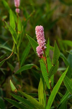 Güneşli bir yaz gününde çiçek açan kırmızı tomurcuklanan Persicaria amplexicaulis veya dağ postu bitkilerinin yakınına..
