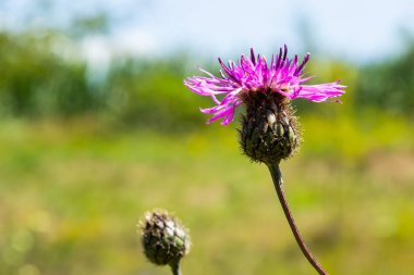 Cornflower Centaurea scabiosa yazın yabani otların arasında çiçek açar..