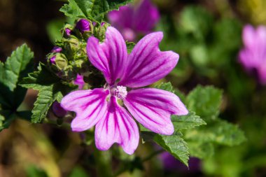 Malva Thuringiaca Lavatera Thuringiaca, Malvaceae familyasından bir bitki türü..