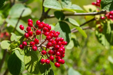 The fruit Viburnum lantana. Is an green at first, turning red, then finally black, wayfarer or wayfaring tree is a species of Viburnum.