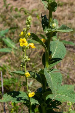 Verbascum speciosum yellow widflowers bees pollination. summer day.