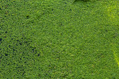 Common Duckweed, Duckweed, Lesser Duckweed, Natural Green Duckweed Lemna perpusilla Torrey on The water for background or texture. close up Green leaf aquatic plant on a water background.