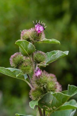 Arctium tomentosum, commonly known as the woolly burdock or downy burdock, is a species of burdock belonging to the family Asteraceae.