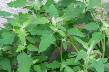 Lambs quarter flowers Lamb's quarter Chenopodium album is a roadside weed, but the young leaves are edible.