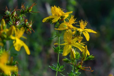 Hypericum flowers Hypericum perforatum or St Johns wort on the meadow , selective focus on some flowers.