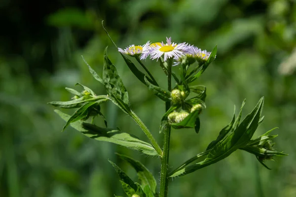 Philadelphia Fleabane Erigeron Philadelphicus Aus Der Familie Der Asteraceae — Stockfoto