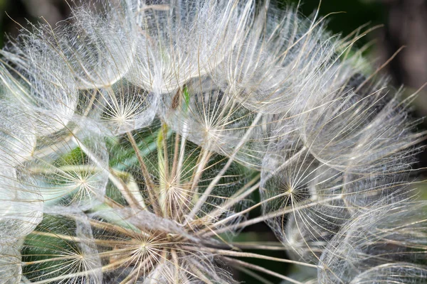 Goatsbeard, Tragopogon pratensis, flower seed head close up with feathery seeds and a blurred background of leaves.