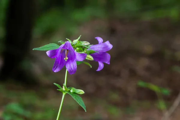 Campanula Trachelium Blossoms Dark Background Summer Forest — Stockfoto