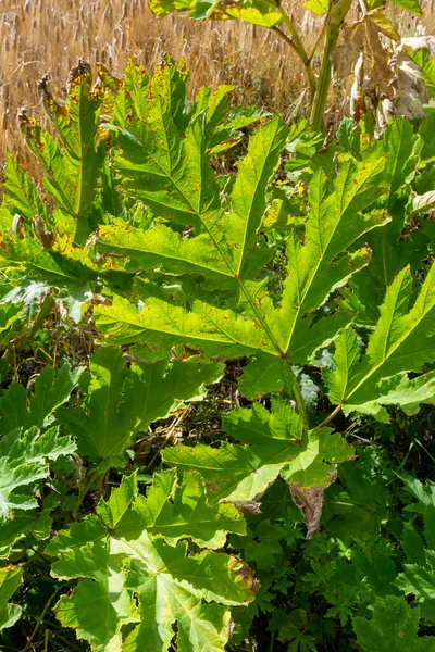 Heracleum Sosnowskyi mavi gökyüzü arka planında. Heracleum Sosnowskyi 'nin her yerinde yoğun zehirli alerjik furanomarin bulunur..