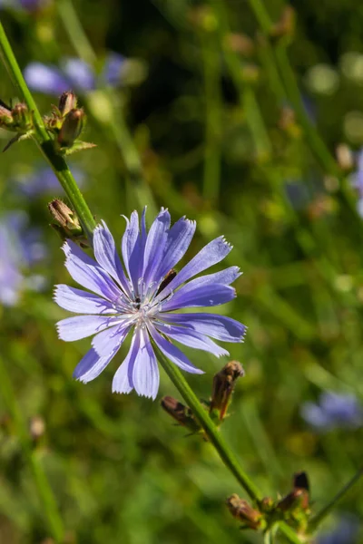 Kék Cikóriavirág Közelről Violet Cichorium Intybus Virágok Úgynevezett Tengerész Cikória — Stock Fotó