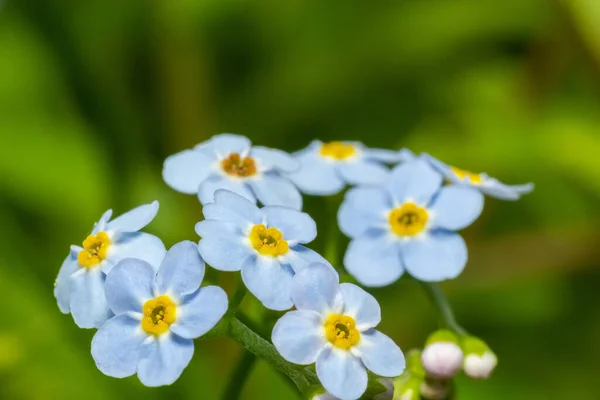 True Forget Water Forget Myosotis Scorpioides Flowering Lake Buds Blue — Stock Photo, Image