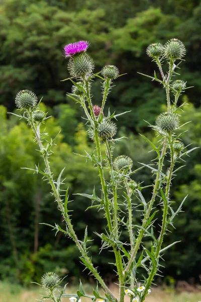 Blessed Milk Thistle Pink Flowers Close Silybum Marianum Herbal Remedy — Foto Stock