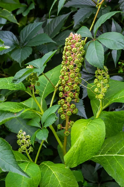 Herbal plants: Indian algae Phytolacca acinosa, which are used locally for pain relief. It has anti-asthma, antifungal, expectorant, antibacterial and laxative properties.