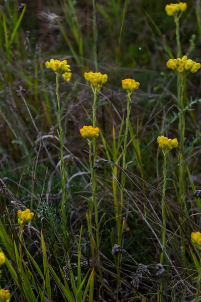 Yellow Mediterranean Flowers Background Sea Shallow Depth Field Helichrysum Italicum — Stock Photo, Image
