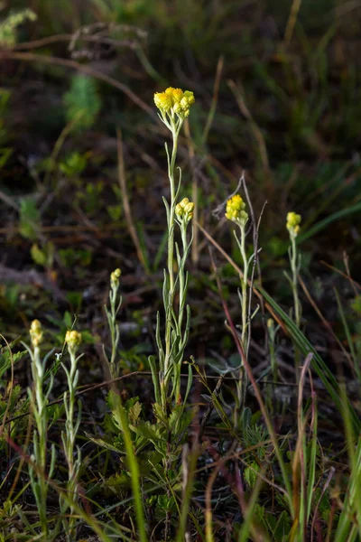 Yellow Mediterranean Flowers Background Sea Shallow Depth Field Helichrysum Italicum — Stock Fotó
