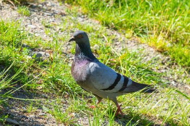Pigeon on grass. Poultry and plants. City pigeon in park. One bird.