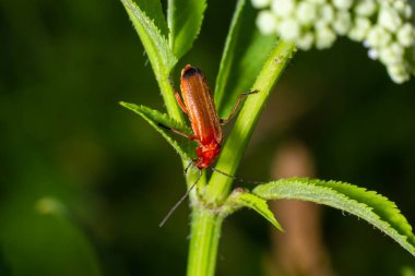Rhagonycha fulva, the common red soldier beetle on a leaf of grass. Macro shot, beautiful blurred background.