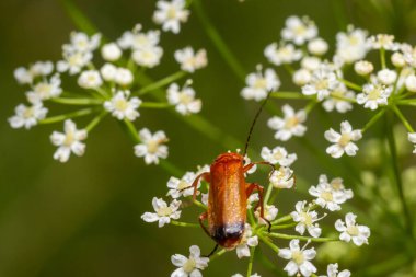 The common red soldier beetle Rhagonycha fulva, also misleadingly known as the bloodsucker beetle, is a species of soldier beetle Cantharidae.