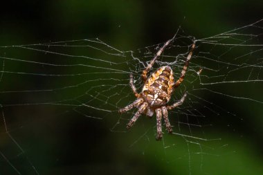 Bebek örümcek Araneus Diadematus internette, yaz güneşli gün doğal çevre.