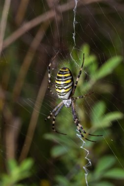 Örümcek arısı. Örümcek Argiope bruennichi yeşil arka planda internette. Yakın plan..
