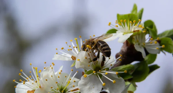 Honigbiene Fliegt Füttert Und Bestäubt Pflaumenblüten Einem Pflaumengarten — Stockfoto