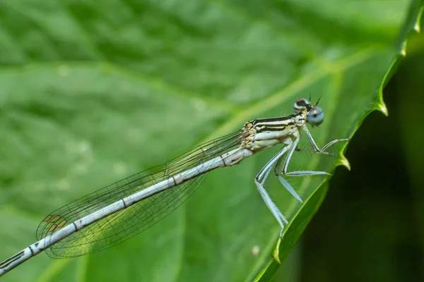 Perna Branca Damselfly Azul Featherleg Macho Sentado Talo Seco Grama — Fotografia de Stock